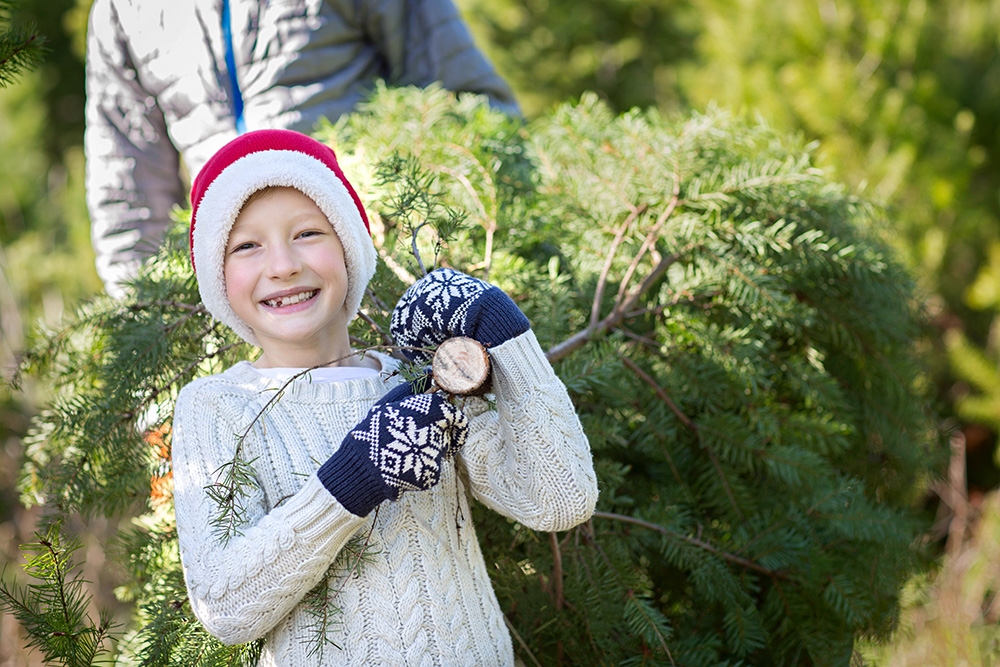 cedar falls tree farm